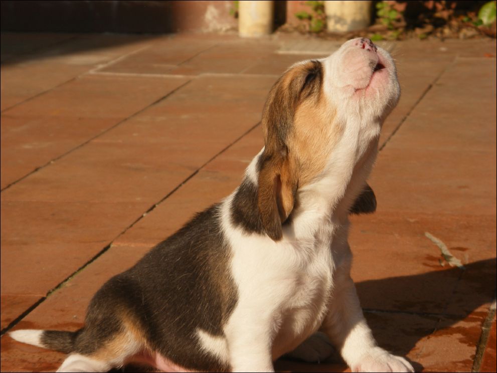 cuccioli amelie-83